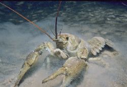 Fresh water crayfish,Stony cove with nik 5,1-2 ext tube. by Derek Haslam 
